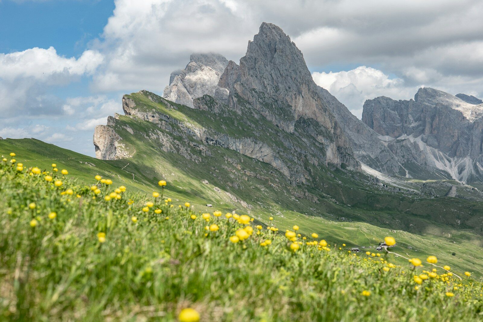 Gelbe Blumenwiese vor den Felsgipfeln der Seceda in den Dolomiten, Südtirol