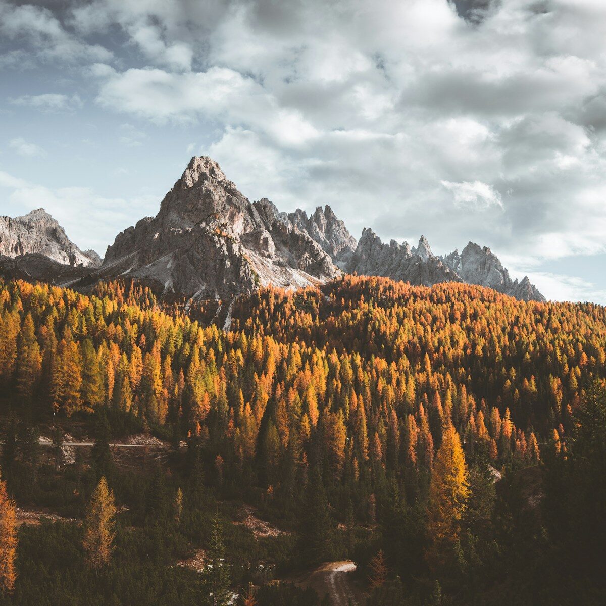 Lärchenwald im Herbst vor den Felsgipfeln der Dolomiten